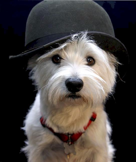 ������ ( Dog Feed ) ���� ����� � ���� ���� ������