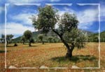 abdelkefi
