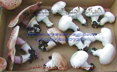 ��� ������ /  MUSHROOM