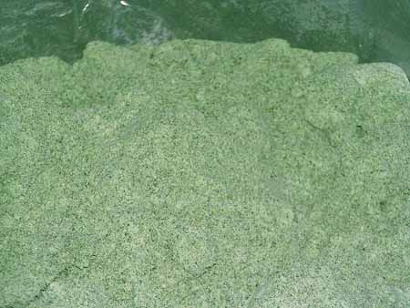 sell IQF basil
