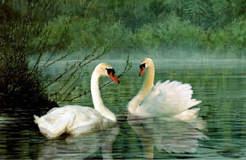 Amorous Swan Tableau Carpet