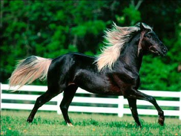 Black Steed Tableau Carpet