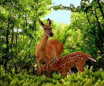 Gazelle Tableau Carpet