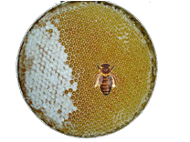 صور للعسل والنحل الحضرمي Baner-honeycoms