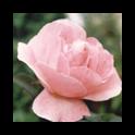 Oriflame