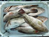 شركة موريتانية ثاني بلد في العالم من حيث الثروة السمكية لتصدير الأ