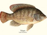تصدير أسماك البلطي Tilapia fish Export Company