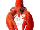 للراغبين باستيراد كميات من lobster أم الروبيان حجم كبير وباس