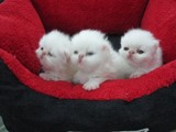 3 قطط ذكور فارسي للبيع