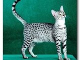 Cats for Sale Amar Shirazi cats and the Egyptian Mau