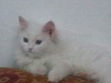 قطة شيرازي بيضاء