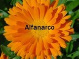 calendula flower من منتجات alfanarco