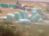 للبيع ارض 300 فدان بوادى النطرون ملكية مسجلة مزروعة وطارحة ا