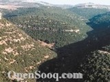 شاليه مفروش ومزرعة للإيجار اليومي بين غابات عجلون الخلابه وف