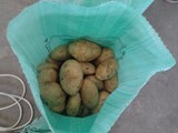 بطاطس للتصدير