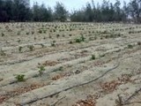 مزرعة 10 افدنة للبيع مسجلة