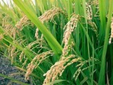 الارز المصرى للبيع والتصدير