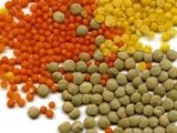 للتصدير عدس كندى Canadian lentils export