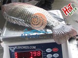 سمك بلطى مصرى ممتاز و السعر