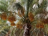 للبيع بالبصره ابي الخصيب مساحتها دونمين نخيل وفيها فيلا دوري