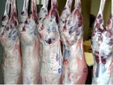 خرفان استرالى مذبوحة للبيع