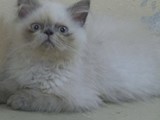 قطط شيرازيه للبيع