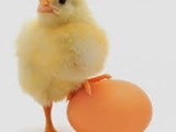 شركة الحمامي لانتاج البيض