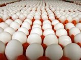 افضل انواع البيض في السوق المصري بورصة بيض الحمامي