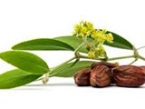 اوريجينال لتصدير بذور جوجوبا استيفيا اخناسيا ميلسا Jojoba se