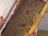 عسل طبيعي خالص من شمال المغرب