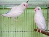 جميع طيور الزينة