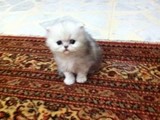قطه شنشيل نوع فارسي