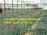 تجهيز الزهور من مزارعنا
