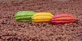الكاكاو ومشتقاته زبدة الكاكاو مسحوق الكاكاو حبوب الكاكاو الك