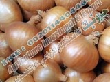 تصدير الفواكه والخضروات الطازجة والمجمدة