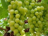 عنب مصري طازج اخضر و احمر