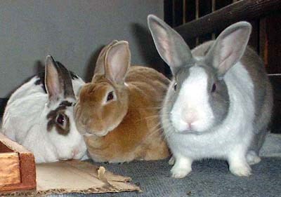 منشرالغسيل العجيب .