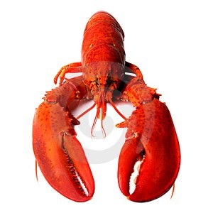 للراغبين باستيراد كميات من lobster أم الروبيان حجم كبير وباسعار ممتازه