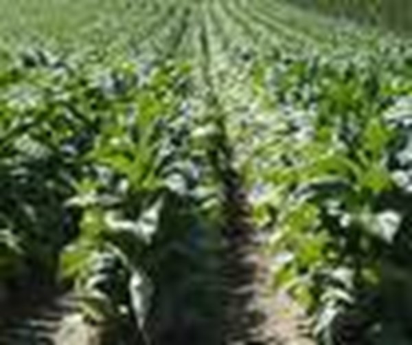 الاعشاب والتوابل .