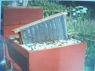 مناحل سنارة لتربية النحل وانتاج العسل