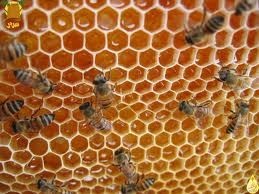 بيع عسل حر اصلي طبيعي