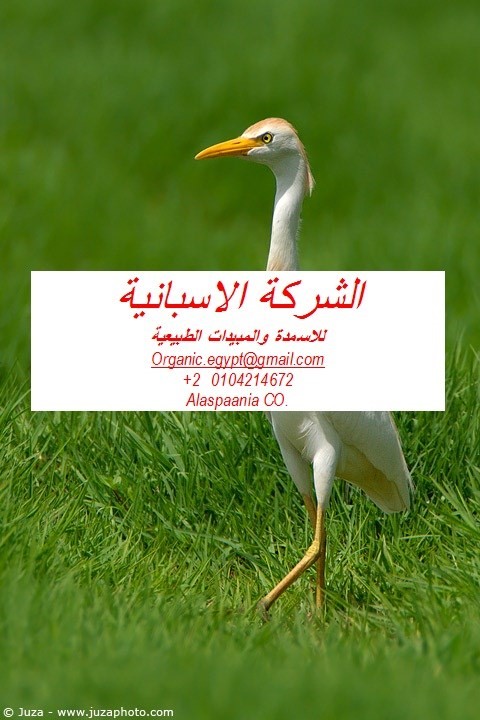 توتا ابسليوتا مبيد فعال
