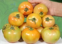 طن الطماطم ب 300 دولار للتصدير