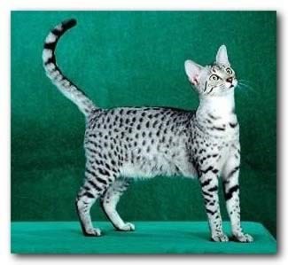 Cats for Sale Amar Shirazi cats and the Egyptian Mau