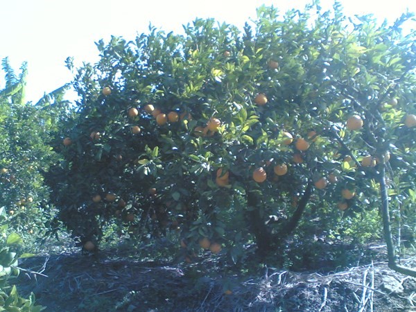 مزرعة برتقال بسرة وكاكا جيدة الانتاج كفر الدوار 30 كيلو من سموحة الاسكندرية