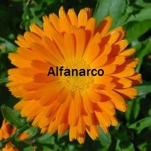 calendula flower من منتجات alfanarco