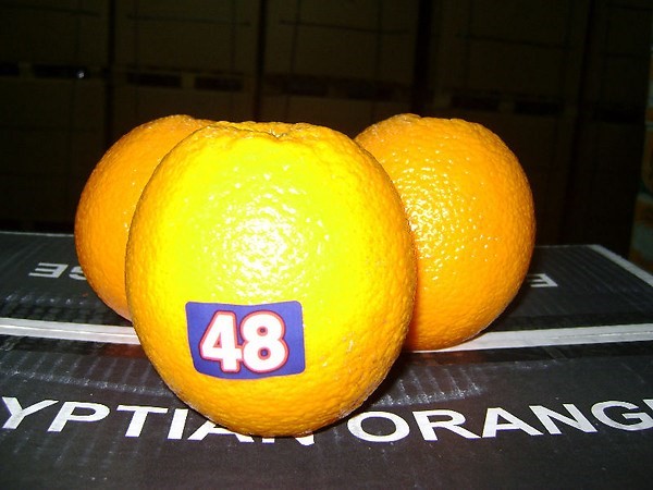 برتقال القليوبيه