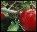 يوجد لدينا تفاح احمر تركىالروان فروت لاستيراد والتصدير