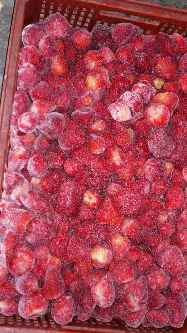 فراولة مجمدة للتصدير