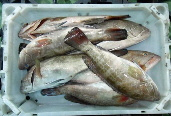 شركة موريتانية ثاني بلد في العالم من حيث الثروة السمكية لتصدير الأ